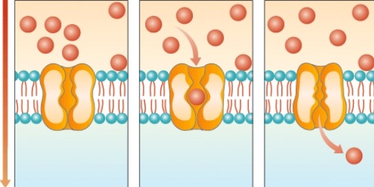 <strong>What process is shown in the diagram below? </strong> A) Osmosis B) Active transport C) Facilitated diffusion D) Exocytosis