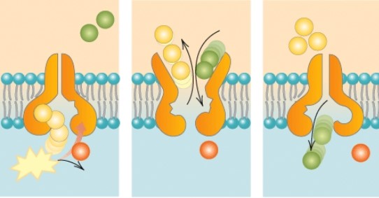 <strong>What process is shown in the diagram below? </strong> A) Osmosis B) Active transport C) Facilitated diffusion D) Exocytosis