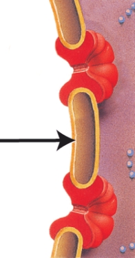 <strong>In the diagram below, what structure is indicated by the arrow? </strong> A) Chromatin B) Nuclear pore C) Nuclear envelope D) Nucleolus