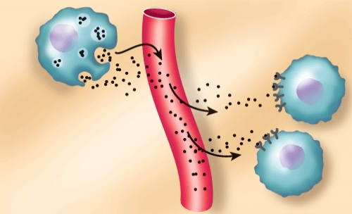 <strong>The signaling compound shown in the figure is a: </strong> A) paracrine. B) autocrine. C) hormone. D) apoptosis.