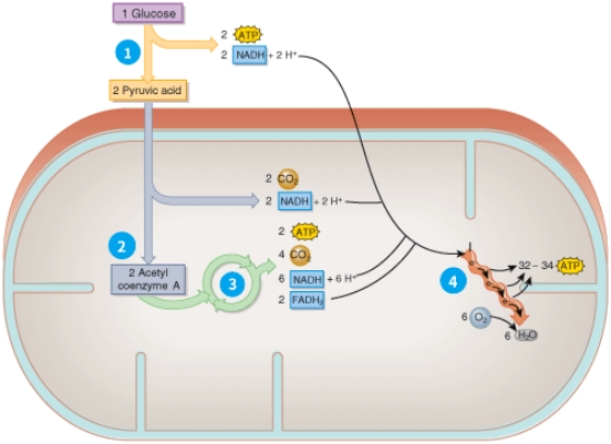 What process is demonstrated here? Give a brief description of the events in each of the four stages of this process.
