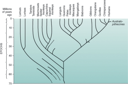 <strong>Using the illustration of the human family tree, we see that humans are most closely related to: </strong> A) new world monkeys. B) orangutans. C) old world monkeys. D) lemurs.
