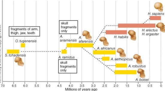 <strong>The fossil record shows that the common ancestor of<i> H. erectus</i> and <i>H. habilis</i> is: </strong> A) A. africanus. B) H. sapien. C) A. afarensis. D) A. robustus.