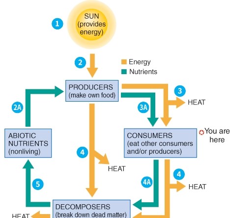 <strong>What is occurring at step 2? </strong> A) Sunlight is providing energy to the ecosystem. B) Heat is being recycled by the ecosystem. C) Non living factors are obtaining chemicals. D) Producers are decomposing.