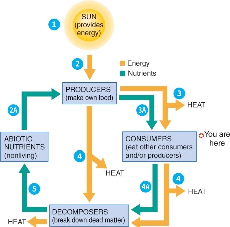 <strong>Where do humans fit into the ecosystem? </strong> A) Abiotic nutrients B) Consumer C) Producers D) Decomposers