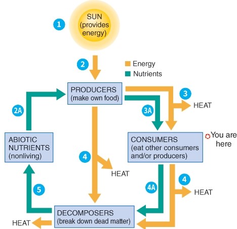 <strong>Which level in the process diagram represents chemical cycling only? </strong> A) Consumer B) Producer C) Decomposer D) Abiotic Nutrients
