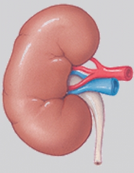 <strong>The system in the illustration functions to: </strong> A) receive and process information. B) regulate long term changes. C) cycle nutrients through the body. D) maintain fluid balance and purification.