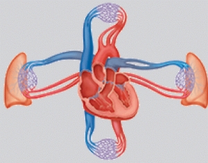 <strong>The system in the illustration functions to: </strong> A) provide support and movement. B) perpetuate the species. C) pump nutrients, oxygen, carbon dioxide, and chemical messengers throughout the body. D) cycle gases into and out of the body.