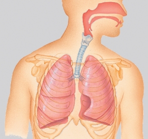 <strong>The system in the illustration functions to: </strong> A) provide support and movement. B) perpetuate the species. C) pump nutrients, oxygen, carbon dioxide, and chemical messengers throughout the body. D) cycle gases into and out of the body.