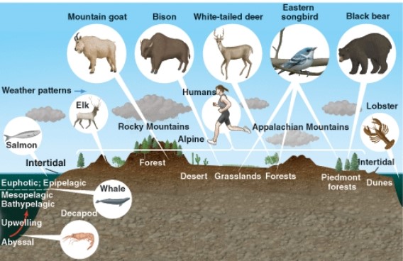 <strong>In this picture the animal with the largest biogeographic range is the: </strong> A) white tailed deer. B) mountain goat. C) human. D) elk.