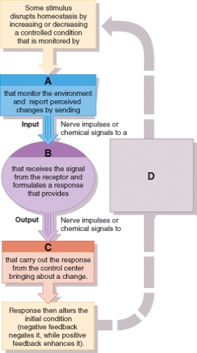 <strong>If the diagram represented a feedback loop for thermoregulation which part would represent the brain? </strong> A) A B) B C) C D) D
