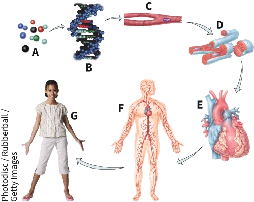 <strong>Which hierarchical level is represented by label A? </strong> A) Cell B) Molecule C) Atom D) Tissue
