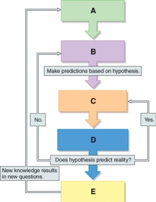 <strong>Which step in the scientific method is represented by label A? </strong> A) Conclusion B) Collect data C) Hypothesis D) Observation