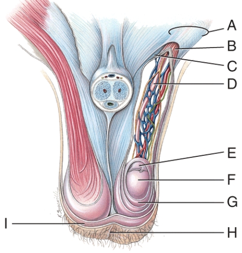 <strong>What does line G point to? </strong> A) dartos muscle B) cremaster muscle C) fascia D) tunica albuginea E) tunica vaginalis
