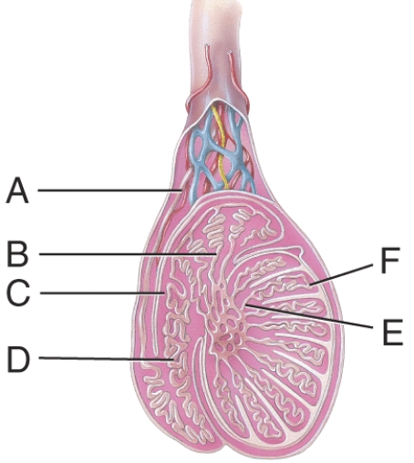 <strong>Where are the straight tubules? </strong> A) A B) B C) C D) D E) E