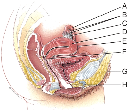 Which structure is part of the connection of the uterus to the pelvic cavity?