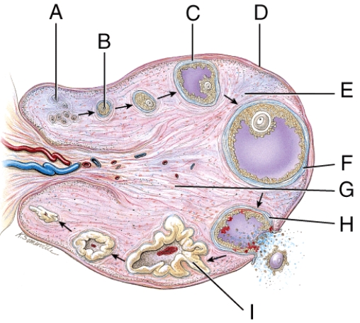Where is the mature (graafian) follicle?