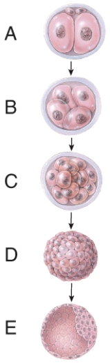 <strong>Which one represents the morula stage? </strong> A) A B) B C) C D) D E) E