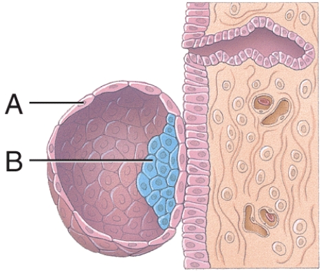 <strong>What is line A pointing to? </strong> A) endometrial gland B) trophoblast C) embryoblast D) blastocyst E) dermatome