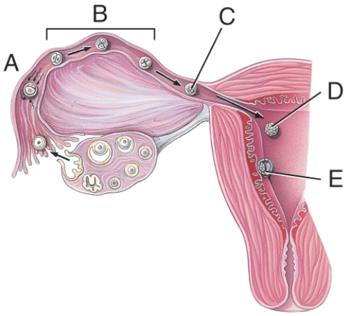 <strong>What stage happens 6 days after fertilization? </strong> A) A B) B C) C D) D E) E