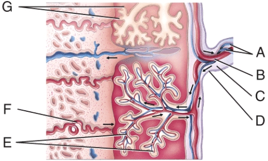 <strong>What is line F pointing to? </strong> A) umbilical arteries B) umbilical vein C) fetal blood vessels D) maternal endometrial arteriole E) chorionic villi