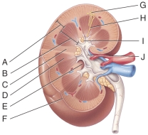 Where is the renal pelvis?   A) B B) M C) J D) D E) C<div style=padding-top: 35px> 