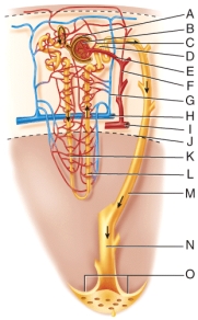 What does line M point to?   A) Arcuate artery B) Arcuate vein C) Collecting duct D) Descending loop E) Efferent arteriole<div style=padding-top: 35px> 