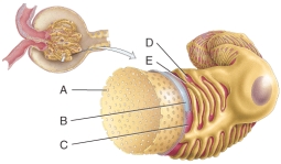 What is line A pointing to?   A) Fenestrations B) Pedicels C) Filtration slit D) Basal lamina E) Lumen of the glomerulus<div style=padding-top: 35px> 
