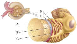 What is line B pointing to?   A) Fenestrations B) Pedicels C) Filtration slit D) Basal lamina E) Lumen of the glomerulus<div style=padding-top: 35px> 