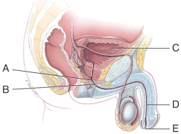 What is indicated by the line labeled C?   A) Spongy urethra B) Membranous urethra C) External urethral orifice D) Urinary bladder E) Prostatic urethra<div style=padding-top: 35px> 