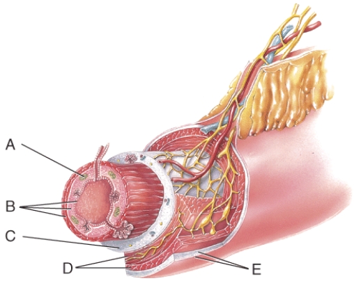 <strong>Which layer contains the lamina propria?  </strong> A) A B) B C) C D) D E) E <div style=padding-top: 35px> 