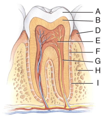 <strong>What is line F pointing to?  </strong> A) pulp cavity B) cementum C) root canal D) alveolar bone E) gingival sulcus <div style=padding-top: 35px> 