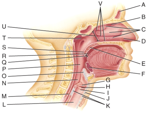 <strong>Which tonsils are found in the oropharynx? </strong> A) V B) R C) S D) Q E) U