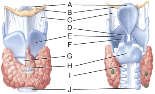 <strong>What is line D pointing to? </strong> A) thyrohyoid membrane B) arytenoid cartilage C) cricothyroid ligament D) cricoid cartilage E) tracheal cartilage