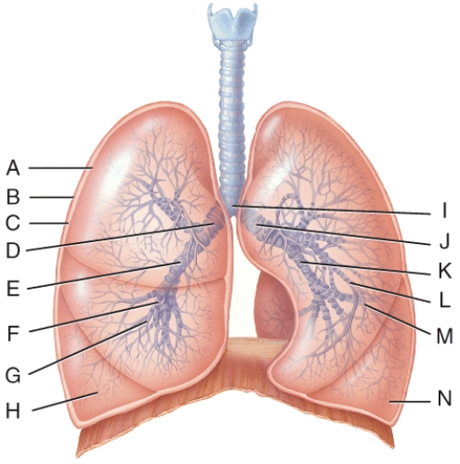 <strong>What is line B pointing to? </strong> A) carina B) visceral pleura C) parietal pleura D) pleural cavity E) diaphragm