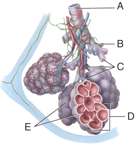 <strong>Where is the terminal bronchiole? </strong> A) A B) B C) C D) D E) E