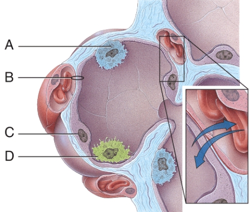 <strong>This provides disease resistance within the lungs. </strong> A) A B) B C) C D) D E) None of these choices