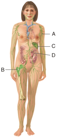 <strong>In the diagram, where do B cells mature? </strong> A) A B) B C) C D) D E) None of these choices