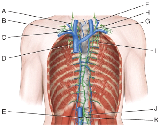 <strong>In the diagram, these are the bronchomediastinal trunks. </strong> A) A and F B) B and G C) C and H D) D and I E) E and J
