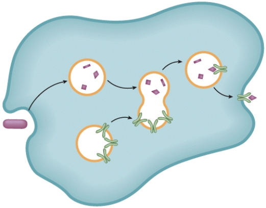 Describe what is happening in the diagram.