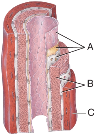 <strong>Which layer consists mainly of elastic fibers and smooth muscle fibers that extend circularly around the lumen? </strong> A) A B) B C) C D) A and B E) A, B, and C