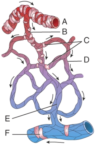 <strong>Where is the postcapillary sphincter? </strong> A) A B) B C) C D) D E) None of these choices