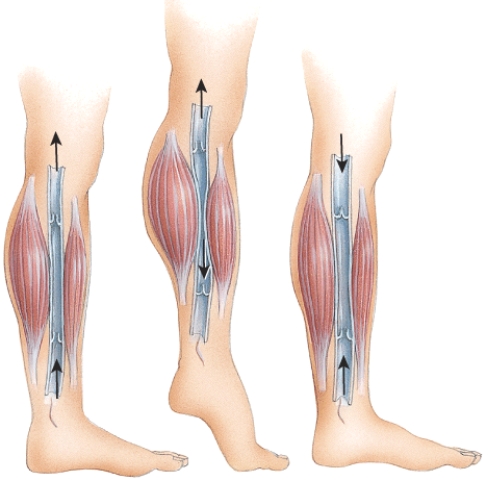 <strong>What does this figure represent? </strong> A) venous blood blockage B) skeletal muscle pump C) systolic blood pressure D) capillary bed thoroughfare channels E) velocity of blood flow
