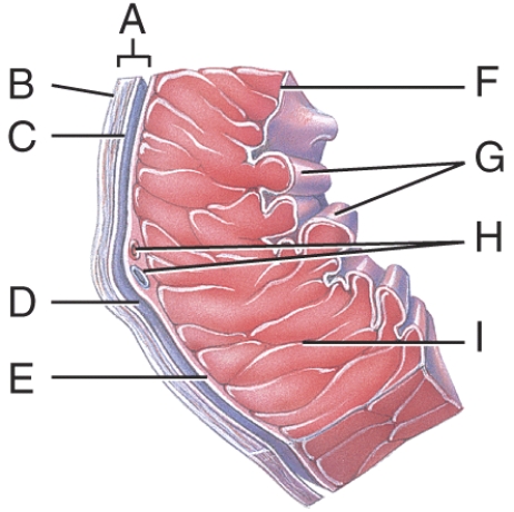 <strong>Which layer of the pericardium consists of dense irregular connective tissue?  </strong> A) A B) B C) C D) D E) E <div style=padding-top: 35px> 