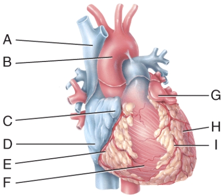 <strong>In the diagram, where is the ascending aorta?  </strong> A) A B) B C) D D) F E) H <div style=padding-top: 35px> 