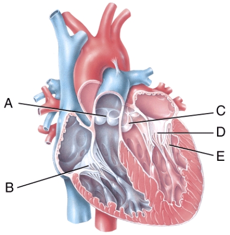In the diagram, where does the blood pass from the right atrium into the right ventricle?