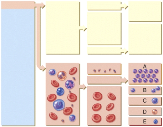 Which of the following cells is normally classified as small or large?