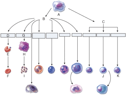 <strong>Which cell is the myeloid stem cell? </strong> A) A B) B C) C D) D E) G
