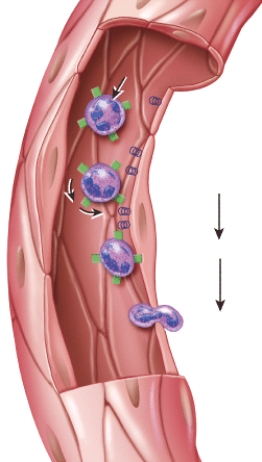 <strong>What is this figure demonstrating? </strong> A) erythropoiesis B) RBC differentiation C) emigration D) clot formation E) clot retraction