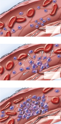 <strong>What does this figure represent? </strong> A) erythropoiesis B) RBC differentiation C) emigration D) clot formation E) clot retraction